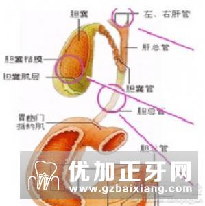 药源性阳痿应当怎么办？