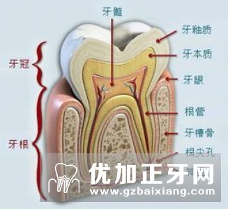 牙齿蛀牙如何修补