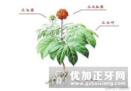 三七花的功效