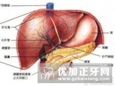 早期肝硬化可以治愈吗?