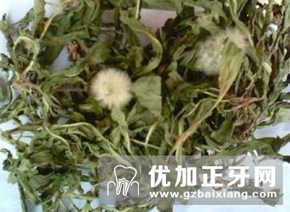 蒲公英茶的功效与作用