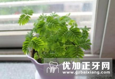 孕妇可以种含羞草吗?含有草酸碱,孕妇最好不去种植此植物